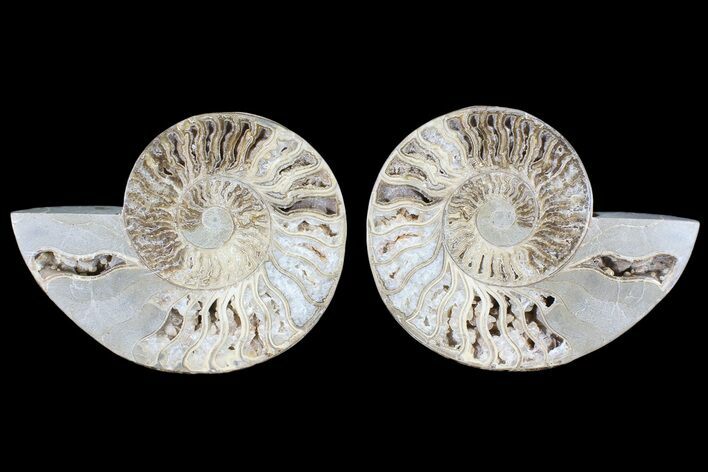 Choffaticeras (Daisy Flower) Ammonite - Madagascar #86771